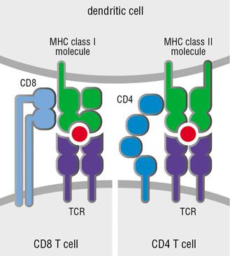 T cell development proceeds through several steps Periphery (SP, LN) ~3 weeks Bone marrow-derived stem cell: TCR genes in germline configuration No coreceptor expression (CD4-, CD8-) Not