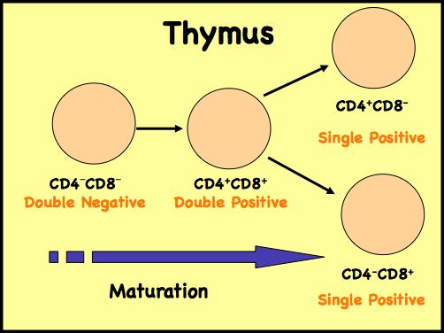 Thymocyte