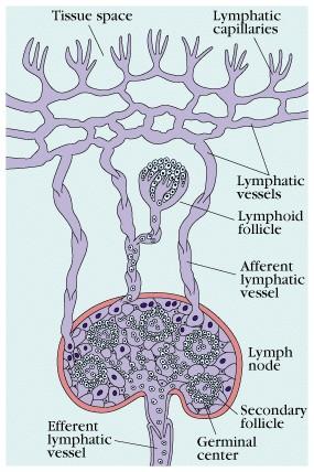 Lymphocytes move through blood and lymph Lymph: Interstitial Fluid