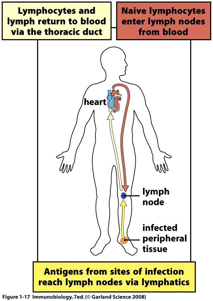 Circulation Patterns of Naïve Lymphocytes Naïve lymphocytes migrate from the blood into a lymph node (using special homing molecules) They then traffic through the lymphatic vessels