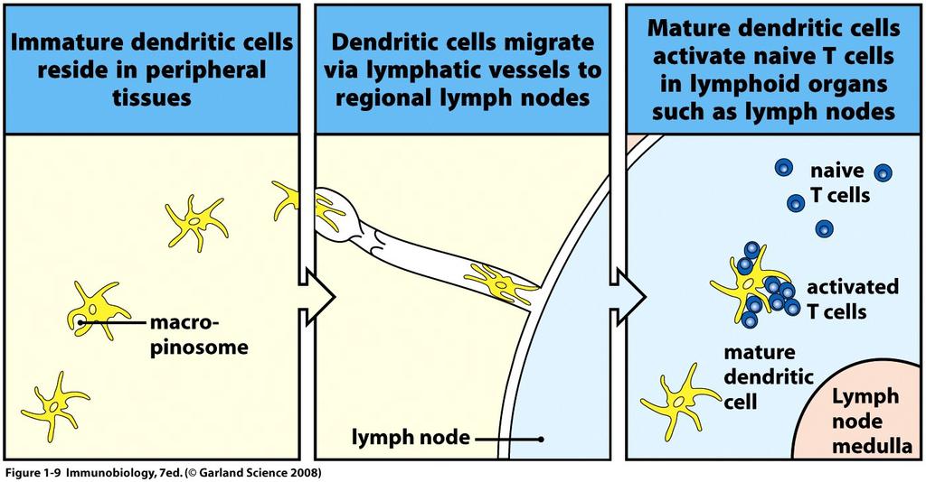 The Efficiency of Lymphoid Anatomy Dendritic Cells Bring Antigen from Tissue To The Nearest ( Draining ) Lymph Node This