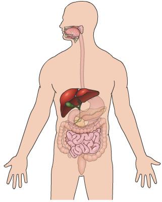 Bilirubin is usually cleaned out from our body through the liver. The liver creates bile that has the bilirubin in it. The bile goes through the lower digestive tract.
