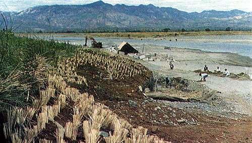 Philippines: Vetiver planting to protect
