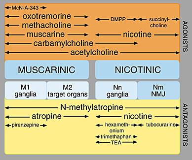 Page 4 of 7 There are 5 subtypes of Muscarinic receptors: M1, M2, M3, M4, M5. They all seem to work by means of G-proteins.