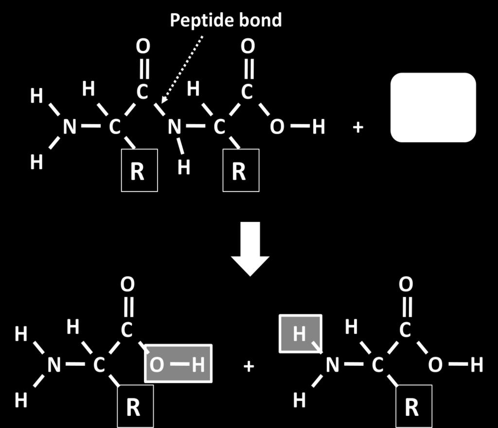 To reproduce how polypeptides are actually assembled in living cells, the polypeptide should be assembled as follows (AA = amino acid): 1.