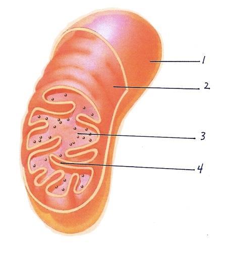 STRUCTURE OF THE MITOCHONDRIA F. The matrix is the space inside the inner membrane.