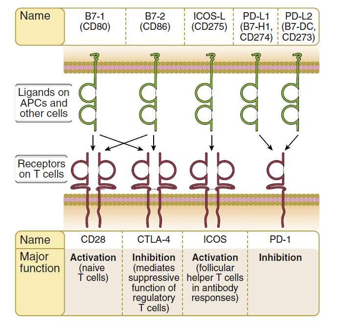 Proteins of the B7 and CD28 families: