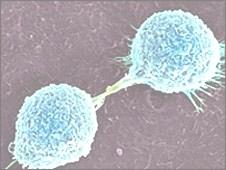 INTRODUCTION Tumor: cells that continue to replicate, fail to differentiate into specialized cells, and become