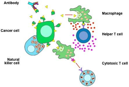 Body s defenses against cancer When normal cells turn into cancer cells, surface antigens changes.