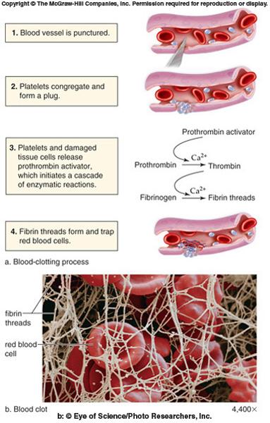 How do platelets clot blood?