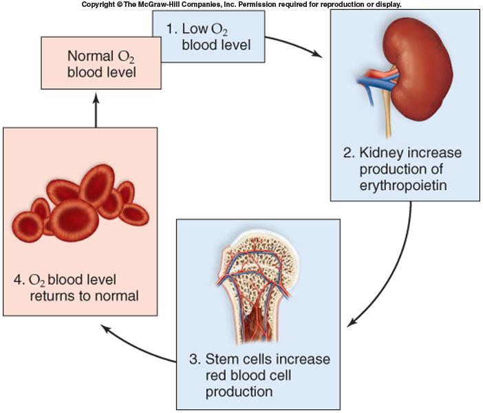 Production of red blood cells Produced in the red bone marrow Lifespan of about 120 days (