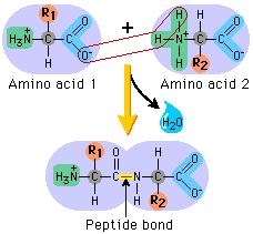 Primary shape two amino acids join together to form a dipeptide many