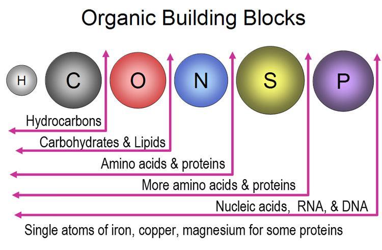 All of these organic molecules always contain the elements Carbon (C), Hydrogen (H) and Oxygen (O).