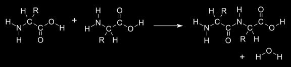 When this small molecule is water, it is known as a dehydration reaction; other possible small molecules lost include