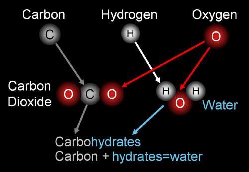 Carbohydrates This class of compounds uses only