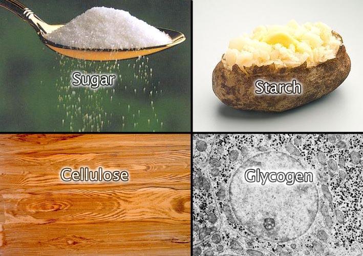 Below are some examples of carbohydrates ( Sugars, starch, cellulose and glycogen): Glycogen is a complex polysaccharide created in animals for