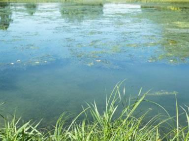 Eutrophication The excessive growth of aquatic plants and
