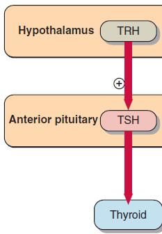 Regulation of thyroid hormone secretion The secretion of thyroid hormones is controlled primarily by TSH from the anterior pituitary.