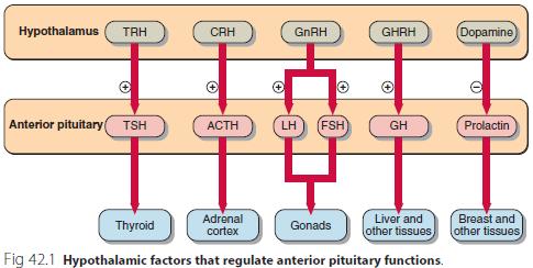 Pituitary function Pituitary