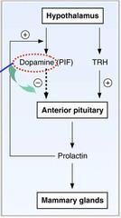 Prolactin Prolactin acts directly on