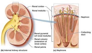 3b Structure of the kidney Renal cortex Regions of the Kidney 1. Renal cortex - an outer granulated layer. 2.