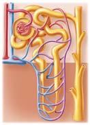 (b) Internal kidney structure Renal pyramid (of renal medulla) Renal column (extension of renal cortex) Renal pelvis 3.