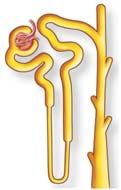 Parts of the Nephron 1. The renal corpuscle A. The glomerulus B. The glomerular capsule 2. The renal tubule A. Proximal convoluted tubule B. Loop of the nephron (Loop of Henle) C.