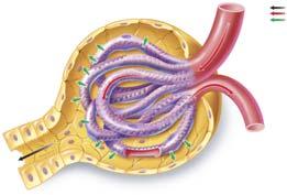 4c The nephron performs three functions 1. Glomerular filtration 2. Tubular reabsorption 3.