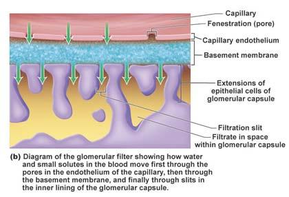 glomerular capsule The filtrate passes into the renal tubule 24 The renal tubule Glomerulus Glomerular capsule Space within the glomerular capsule Proximal convoluted tubule Path of filtrate Path of