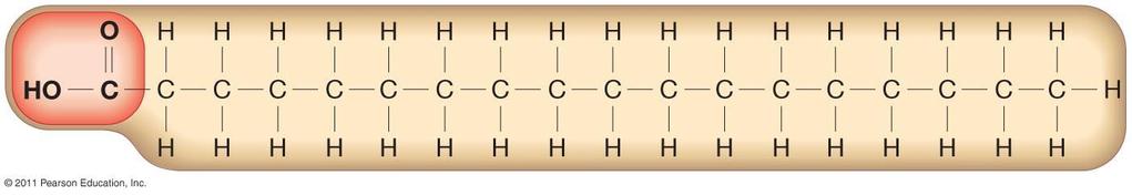 Biological Molecules: Lipids: Glyceride Lipids (what do they look like?