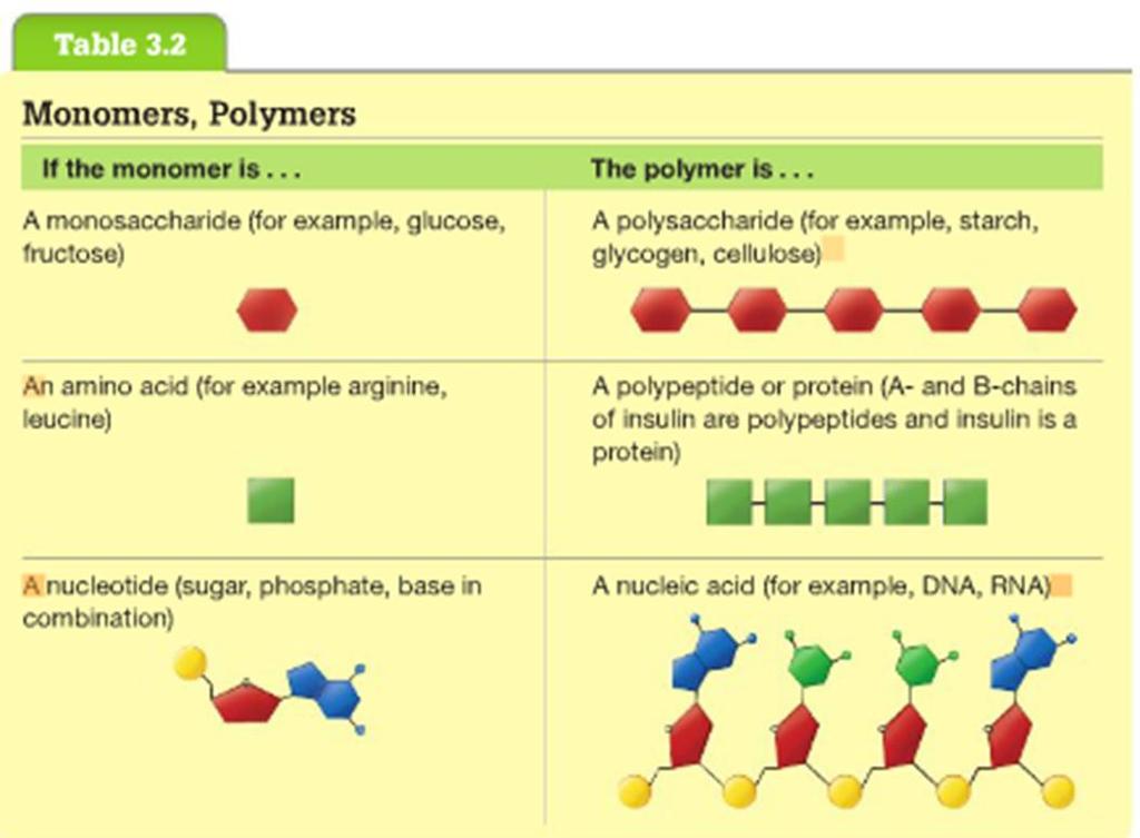 Biological Molecules: Monomers and Polymers Monosaccharaides, amino