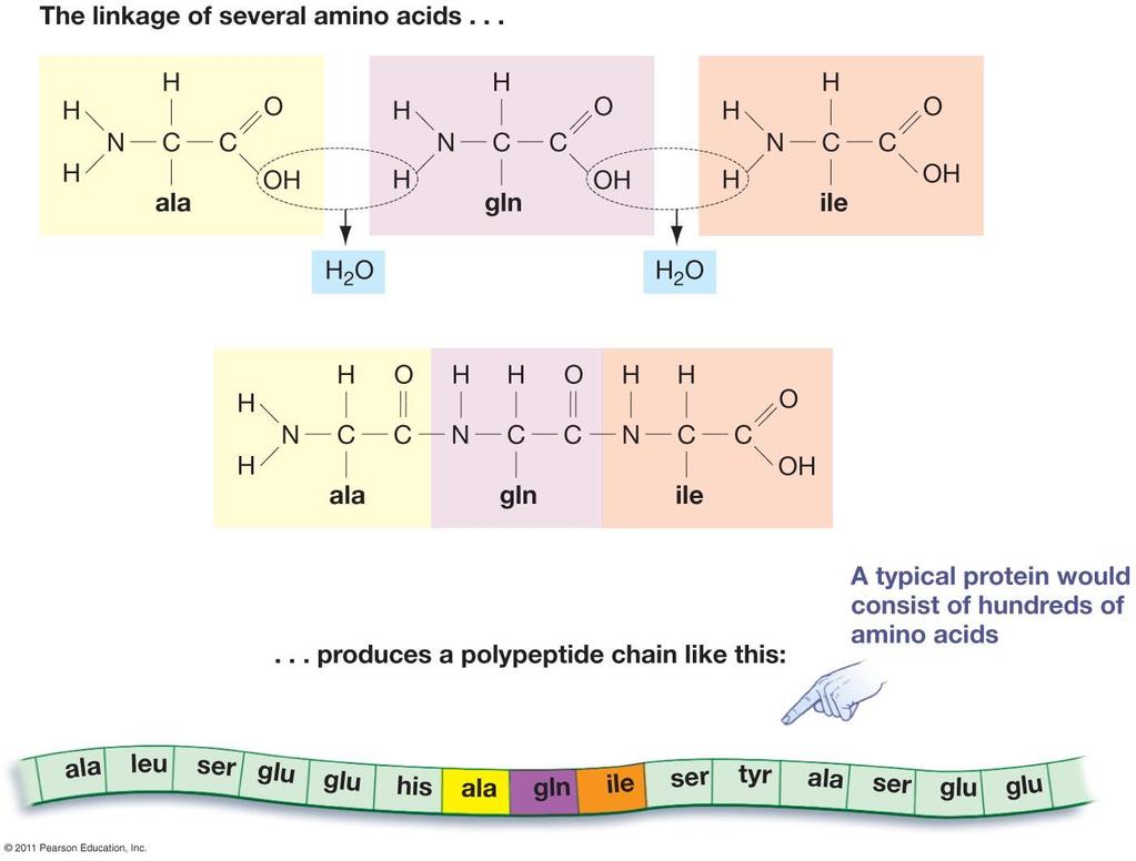 Biological Molecules: Proteins Amino Acid Monomers Chains of amino acids are called polypeptides.