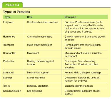 Biological Molecules: Types of Proteins Enzymes Hormones Transport