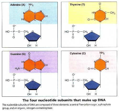 Biological Molecules: DNA and RNA 3.
