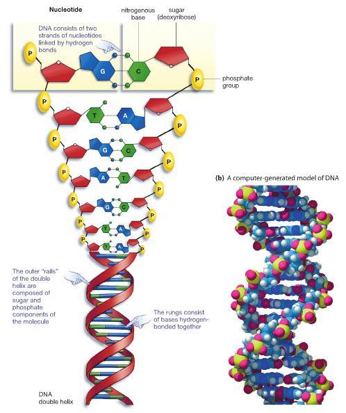 Biological Molecules: DNA 3.