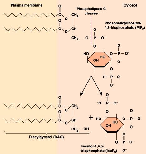 DAG Lipid Soluble I Ins Water Soluble 5 DAG Activates rotein C (Starts Cascade) Ins Ligand for ER ligandgated Ca ++ channels Ca ++ levels 6 1 A signal molecule