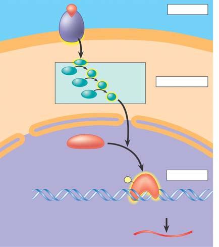 rowth Factor itogen-activated ignaling Cascade CYTOLASM hosphorylation cascade Transduction EGFR