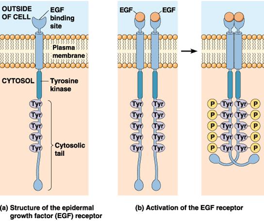 Activates kinase autophosphorylate DNA transcription factor transcription factor Response Scaffold to