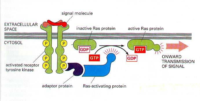 kinases can activate ras ras is a monomeric G- molecular switch osines Figure 11.