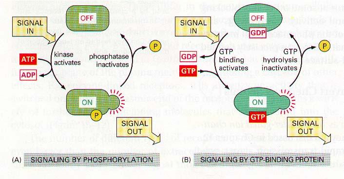MA kinase kinase AT AD 5 Enzymes called MA phosphatases () catalyze the removal of kinase the phosphate groups i from the s, making them inactive and available for reuse.