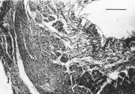 Fig. 2. Small intestine (duodenum) of beef machine treatment. Tunica submucosa (1), tunica muscularis (2), tunica serosa (3); H&E; 6.3 10; scale bar = 100µm.