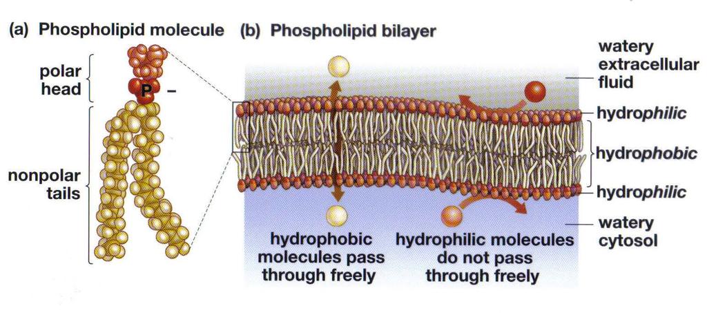 Hydrophilic: Water loving = lipophobic