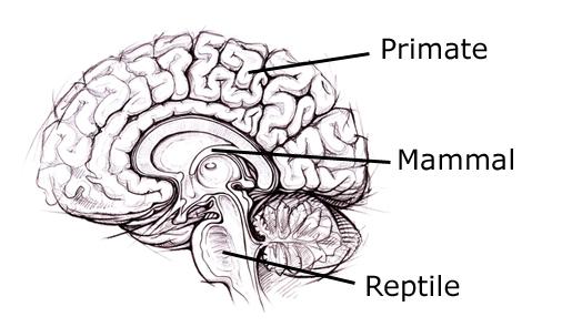 Hemispheres of the brain: Left and right - each hemisphere controls the opposite side of the body Left Brain: logic, problem solving, math, language Right Brain: emotions, art, music, creativity