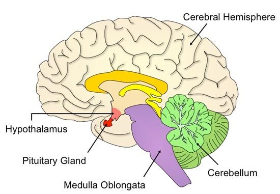 1. Hindbrain - Consists of structures in the top of the spinal cord; the life support system; controls the basic biological functions that keep us alive; consists of the medulla, pons, and cerebellum.