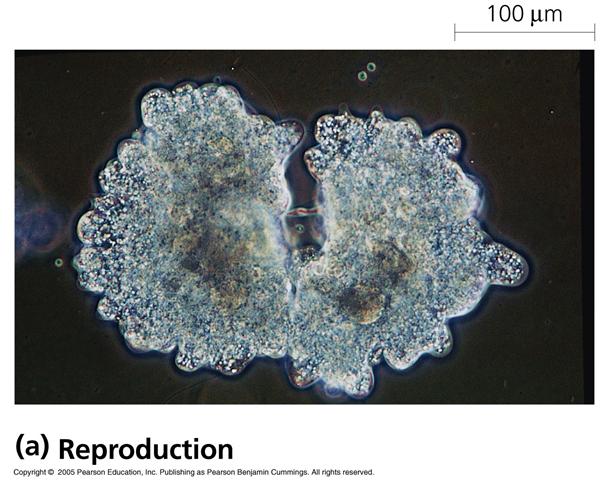 Cell division Cell division is an important process: Reproduction - many unicellular organisms are
