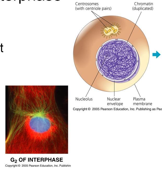 Animal cell- Interphase Nuclear envelope