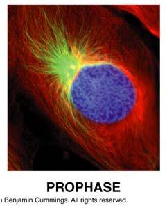 chromosomes Nuclear envelope erodes