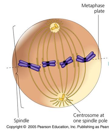 Chromosomes attached to mitotic