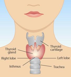 Thyroid Gland The Body s Accelerator Secretes hormones which control: Energy use