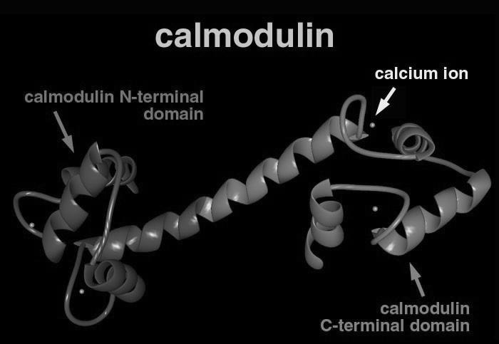 Calcium as Second Messenger Calmodulin: ubiquitous expression; binds 4 Ca ++ -ions; acts through stimulation of either protein kinases (CaMKs) or